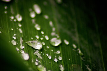 Closeup shot of a green leaf with water droplets on its surface.