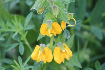 Fototapeta premium Closeup of blooming yellow flower