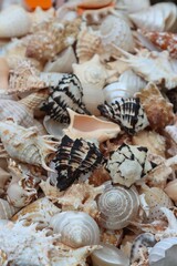 Assortment of seashells of various sizes