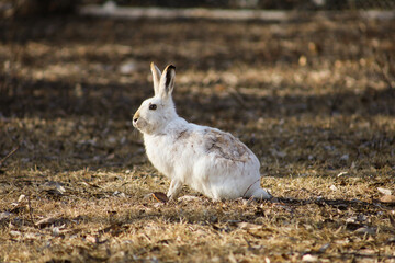 White fluffy rabbit in the park in spring.