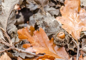 Cluster of brown oak leaves with small acorns with a bright fall hue