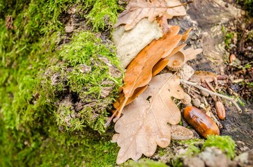Cluster of brown oak leaves with small acorns on moss covered surface