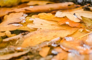 fall leaves in a pan with water on it and water dripping