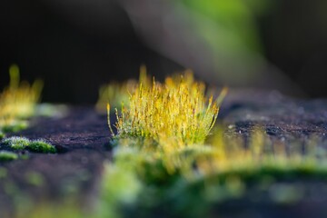 Closeup of lush green moss on the sunlit rocks illuminated by the warm golden light of the sun