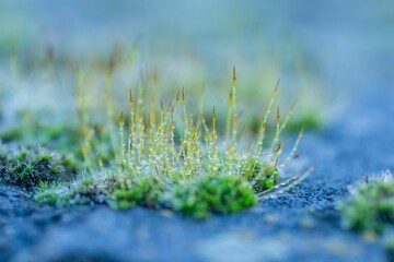 Lush grassy field with a cluster of soft green mossy plants in the center, providing a pop of color
