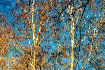 Cluster of trees with dried autumn leaves
