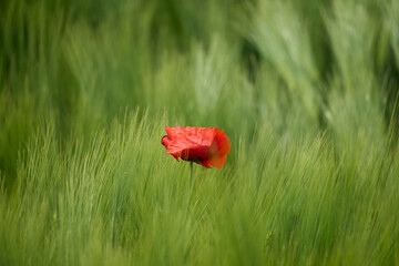 Closeup of a red Common poppy with a blurry background