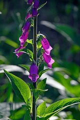 Vertical shot of blooming purple foxgloves flowers in a lush forest setting