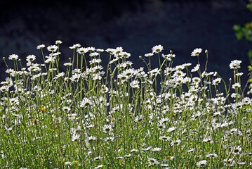 An array of daisies and other wildflowers growing on a rural field