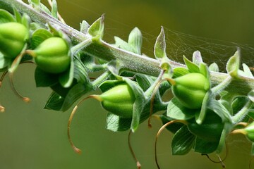 Close-up of a green-leafed plant with multiple buds and small pods covered in spider web - Powered by Adobe