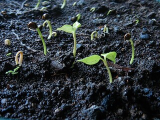Close-up shot of vibrant green sprouts growing in nutrient-rich soil