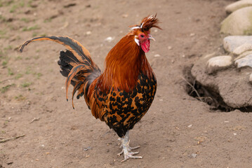 Colorful rooster and hens in a farmyard Colorful rooster and hens in a farmyard A vibrant image capturing a rooster and hens in their natural farm habitat, Appenzeller Zwerg-Spitzhaubenhahn © bersch28