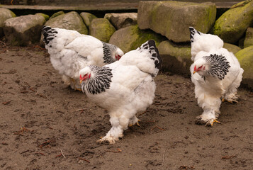 Brahma chickens with distinctive plumage and patterns strutting confidently across an outdoor farm setting