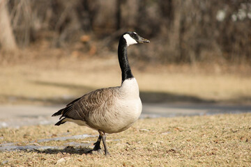 Portrait of a beautiful Canadian goose in the park in spring