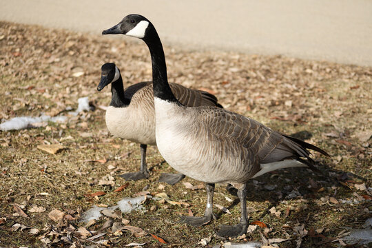 Portrait of two beautiful Canadian geese in a spring park