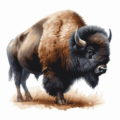 watercolor bison  illustration painting on white background © Haider