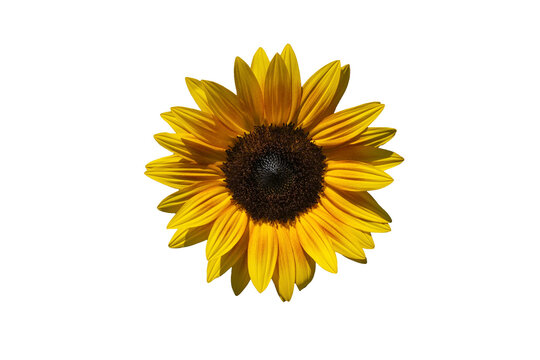 Sunflowers isolated on white background.  Make clipping path.