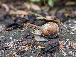 snail on a leaf