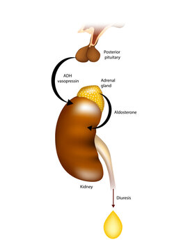 Diuresis. Polyuria. Regulation of urine production by ADH and aldosterone
