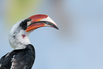 Fototapeta premium A profile of Von der Decken's hornbill, Tockus deckeni, against a blurred background. Side view showing large colorful beak, head, eye and part of the upper body plumage.