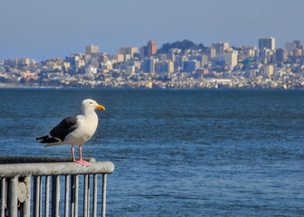 A seagull perched on a metal rail above San Francisco Bay, with a panorama vista of San Francisco's cityscape in the background. The gull is in focus, while the background is blurred. Copy space.