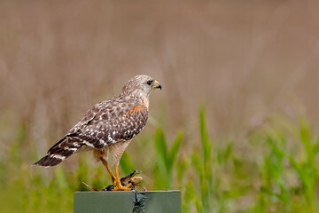 A red-shouldered hawk with a freshly caught in its talons. The prey is alive with an open mouth.
The bird is perched on a metal box near the road of a vast grassland habitat. Room for type.