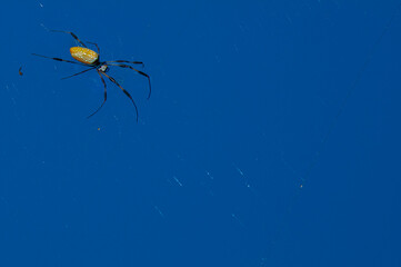 A golden orb spider on a bright blue background. The spider is walking into the frame, with traces...