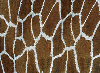 Close-up of Giraffe fur, filling the frame with a reticulated pattern of interlaced lines forming an abstract net or web.
