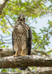 A gangly looking juvenile red-shouldered hawk, Buteo lineatus, is perched on a branch near its nest. The young bird is crying out for its parents. Its fluffy crop is visible on the chest.