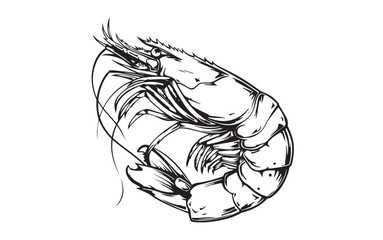 Shrimp hand drawn style.