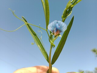 Obraz premium lathyrus sativus flower with green background or flower of the Grass Pea