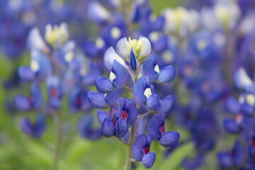 Texas Blue Bonnets, the official state flower, bloomed early this  year. 