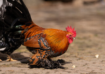 Colorful rooster and hens in a farmyard	Colorful rooster and hens in a farmyard	A vibrant image...