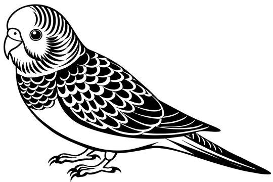 black and white budgie bird outline clip art preview