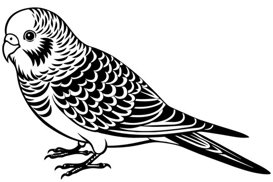 black and white budgie bird outline clip art preview