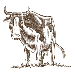 Cows chewing grass farm on grazing on meadow. Rural landscape, village vintage sketch. Hand drawn farm land vector illustration