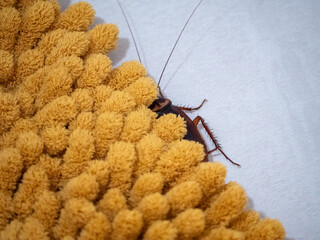 Macro d'une blatte américaine cachée sous un tapis jaune de salle de bain