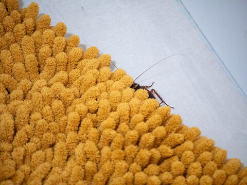 Blatte am&eacute;ricaine cach&eacute;e sous un tapis jaune de salle de bain