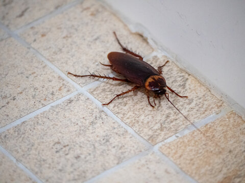 Cafard dans la salle de bain