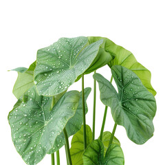 A leafy green plant with water droplets, possibly a leaf vegetable or herb on a transparent background