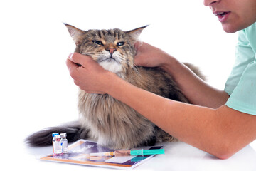 maine coon and vet