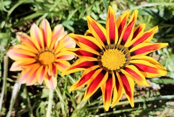 Treasure flower: a species of Treasure flowers, its botanical name is Gazania linearis.