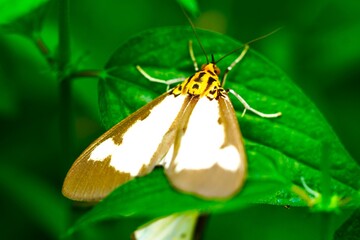 Close up a small moth called the Snouted Tiger Moth.
