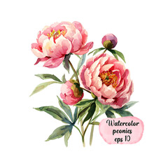 Watercolor hand drawn peony illustration for design. EPS 10
