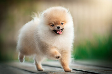 Fototapeta na wymiar very cute Pomeranian puppy sunny cute photo of puppy on the first walk in the park