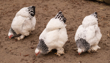 Brahma chickens with distinctive plumage and patterns strutting confidently across an outdoor farm...