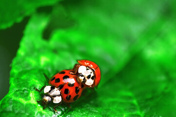 Two ladybugs are mating on green leaf
