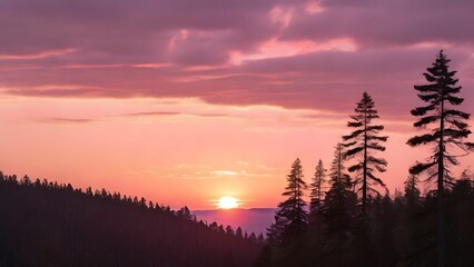 Sunset on the pink sky over a pine tree
