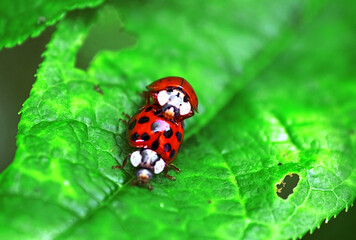 Two ladybugs are mating on green leaf
