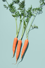 Zanahorias frescas  en un plato gris sobre fondo verde. Vista superior	